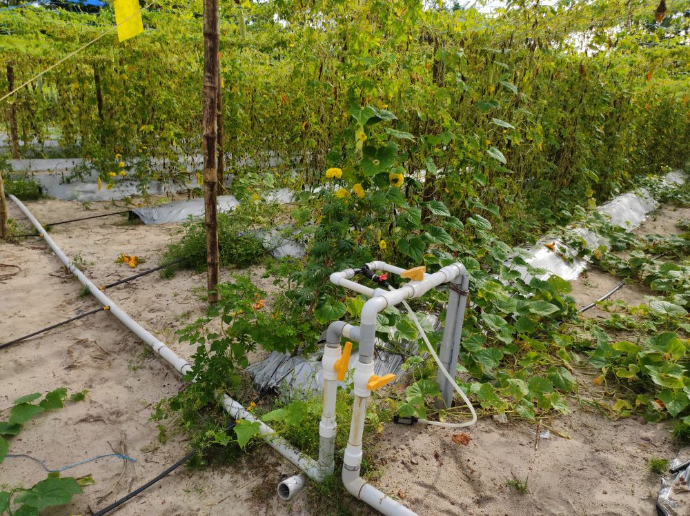Installation d'un système d'irrigation goutte-à-goutte
